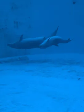 名古屋港水族館に投稿された画像（2026/3/31）