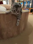 猫カフェモカ　池袋東口店に投稿された画像（2026/3/31）