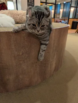 猫カフェモカ　池袋東口店に投稿された画像（2026/3/31）