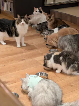 猫カフェモカ　池袋東口店に投稿された画像（2026/3/31）