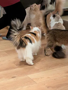 猫カフェモカ　池袋東口店に投稿された画像（2026/3/31）