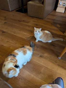 猫カフェモカ　池袋東口店に投稿された画像（2026/3/31）