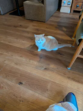 猫カフェモカ　池袋東口店に投稿された画像（2026/3/31）