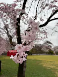 博物館 明治村に投稿された画像（2026/4/1）