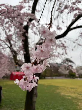 博物館 明治村に投稿された画像（2026/3/31）