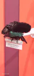 特別展「鳥 ～ゲノム解析が解き明かす新しい鳥類の系統～」に投稿された画像（2026/4/1）