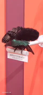 特別展「鳥 ～ゲノム解析が解き明かす新しい鳥類の系統～」に投稿された画像（2026/3/31）