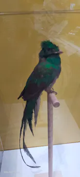 特別展「鳥 ～ゲノム解析が解き明かす新しい鳥類の系統～」に投稿された画像（2026/3/31）