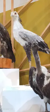 特別展「鳥 ～ゲノム解析が解き明かす新しい鳥類の系統～」に投稿された画像（2026/3/31）