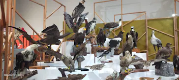 特別展「鳥 ～ゲノム解析が解き明かす新しい鳥類の系統～」に投稿された画像（2026/3/31）