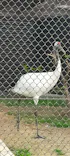 天王寺動物園に投稿された画像（2026/4/1）