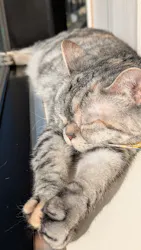 Cat Café MOFF グランベリーパーク店に投稿された画像（2026/3/31）