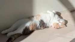 Cat Café MOFF グランベリーパーク店に投稿された画像（2026/3/31）
