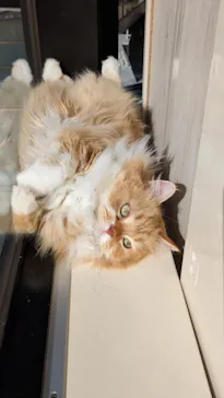 Cat Café MOFF グランベリーパーク店に投稿された画像（2026/3/31）