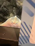 上越市立水族博物館 うみがたりに投稿された画像（2026/4/1）