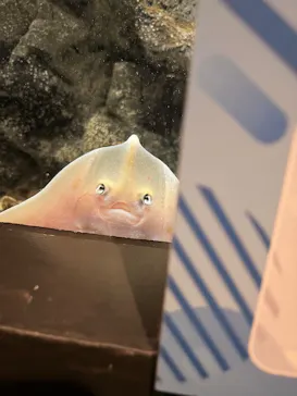 上越市立水族博物館 うみがたりに投稿された画像（2026/3/31）