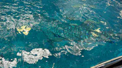 沖縄美ら海水族館（館内体験）に投稿された画像（2026/3/31）