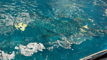 沖縄美ら海水族館（館内体験）に投稿された画像（2026/3/31）