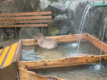 那須どうぶつ王国に投稿された画像（2026/3/31）