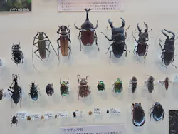 ミュージアムパーク茨城県自然博物館に投稿された画像（2026/3/31）