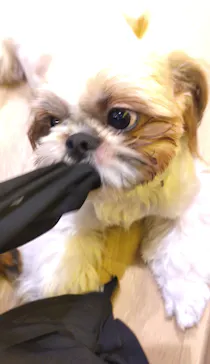 いぬカフェRio 浅草店に投稿された画像（2026/3/31）