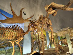 福井県立恐竜博物館に投稿された画像（2026/3/31）