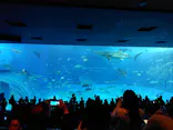 沖縄美ら海水族館に投稿された画像（2026/4/1）