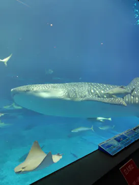 沖縄美ら海水族館に投稿された画像（2026/4/1）