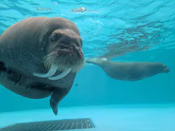 鴨川シーワールドに投稿された画像（2026/4/1）