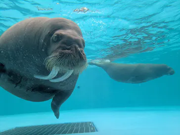 鴨川シーワールドに投稿された画像（2026/4/1）