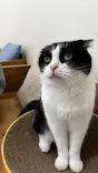 Cat Café MOFF 水戸オーパ店に投稿された画像（2026/4/1）