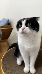 Cat Café MOFF 水戸オーパ店に投稿された画像（2026/4/1）
