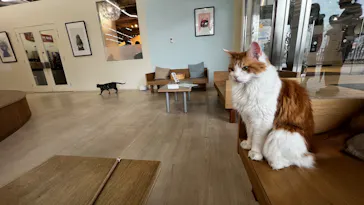 Cat Café MOFF 水戸オーパ店に投稿された画像（2026/4/1）