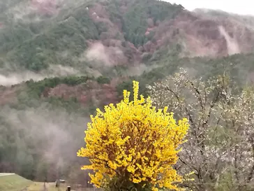 美輝の里に投稿された画像（2026/4/1）