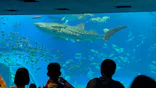 沖縄美ら海水族館に投稿された画像（2026/4/1）