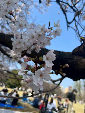 新宿御苑に投稿された画像（2026/4/1）