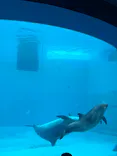 名古屋港水族館に投稿された画像（2026/4/1）