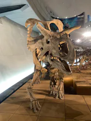 福井県立恐竜博物館に投稿された画像（2026/4/1）