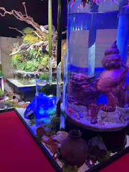 沖縄金魚ミュージアムに投稿された画像（2026/4/1）