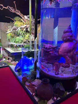 沖縄金魚ミュージアムに投稿された画像（2026/4/1）