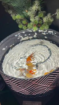 沖縄金魚ミュージアムに投稿された画像（2026/4/1）