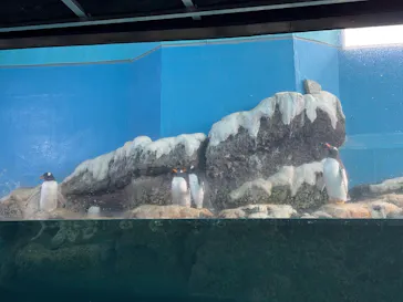 箱根園水族館に投稿された画像（2026/4/1）