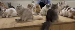 Cat Café MOFF つかしん店に投稿された画像（2026/4/1）