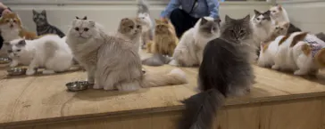 Cat Café MOFF つかしん店に投稿された画像（2026/4/1）