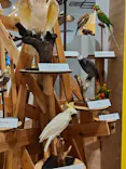 特別展「鳥 ～ゲノム解析が解き明かす新しい鳥類の系統～」に投稿された画像（2026/4/1）