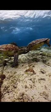 ダイブセンターOKKYに投稿された画像（2026/4/1）