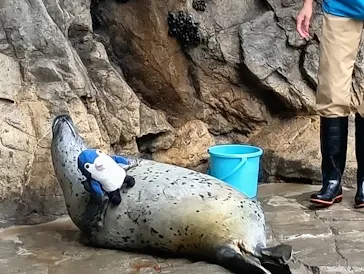 しながわ水族館に投稿された画像（2026/4/1）