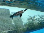 サンシャイン水族館に投稿された画像（2026/4/1）