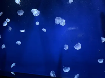 サンシャイン水族館に投稿された画像（2026/4/1）