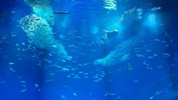 アクアワールド茨城県大洗水族館に投稿された画像（2026/4/1）